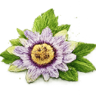 Estratto di passiflora