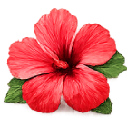 Polvere di fiori d'ibisco